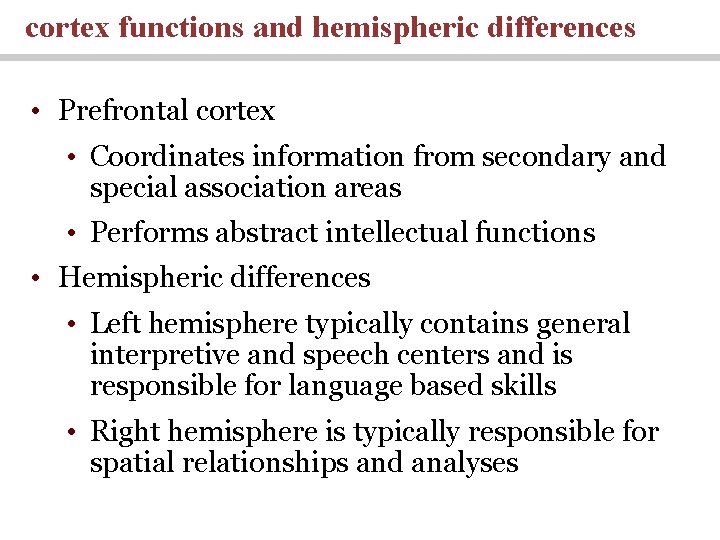 cortex functions and hemispheric differences • Prefrontal cortex • Coordinates information from secondary and