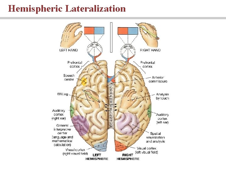 Hemispheric Lateralization PLAY 