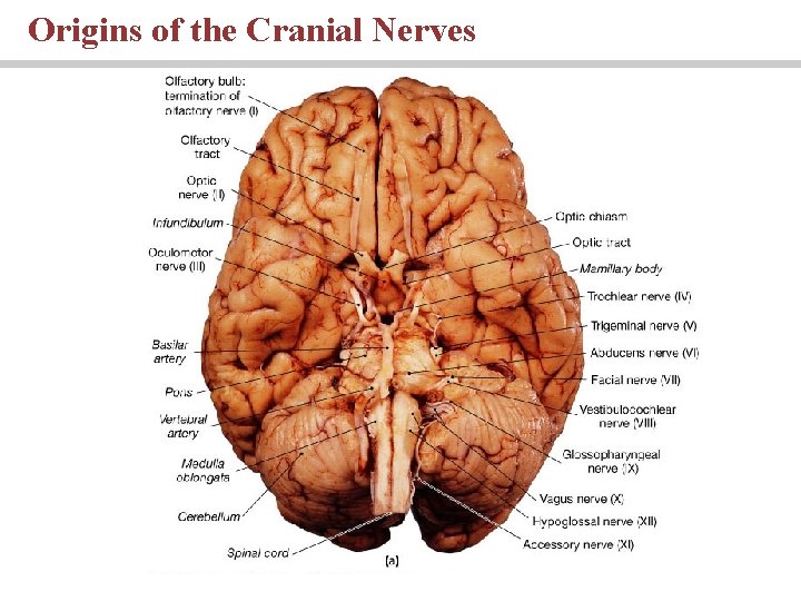 Origins of the Cranial Nerves PLAY 