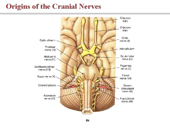 Origins of the Cranial Nerves PLAY 