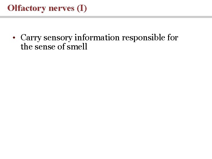 Olfactory nerves (I) • Carry sensory information responsible for the sense of smell 