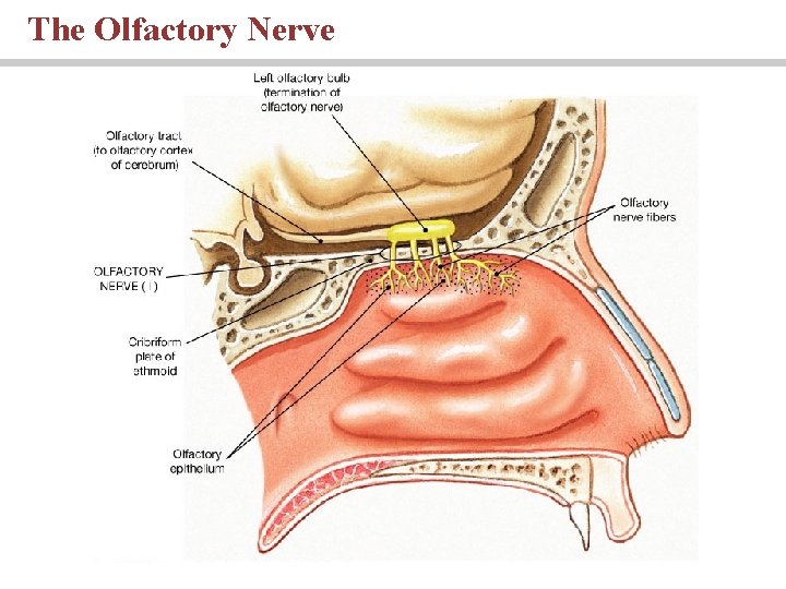 The Olfactory Nerve PLAY 