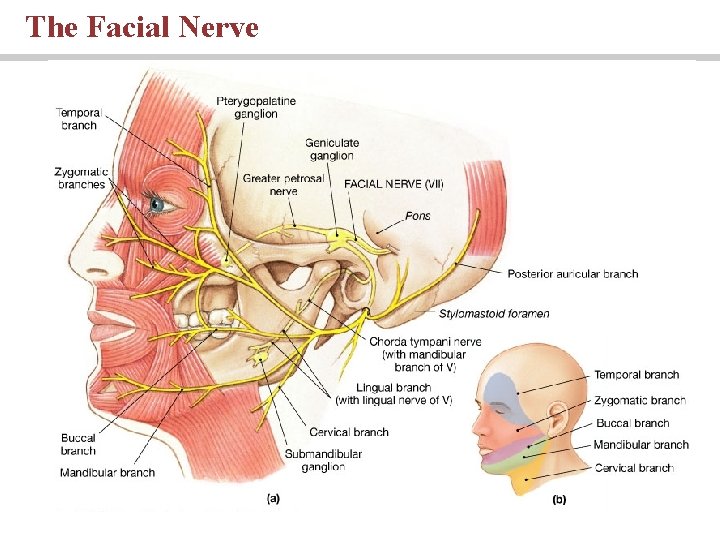 The Facial Nerve PLAY 