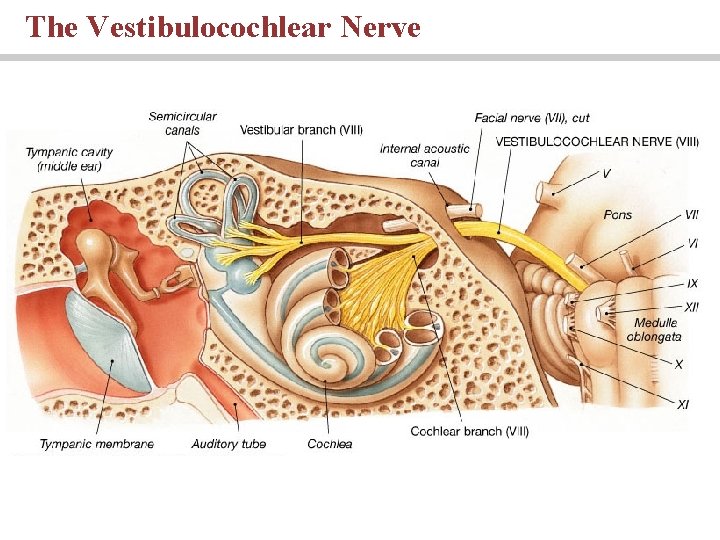 The Vestibulocochlear Nerve PLAY 