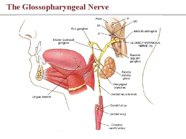 The Glossopharyngeal Nerve PLAY 