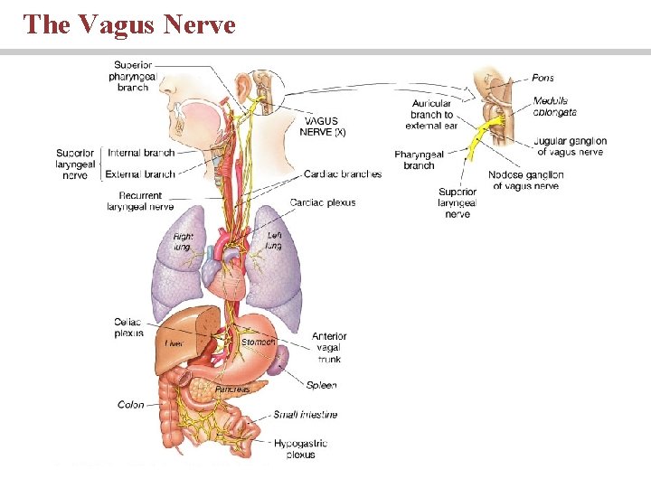 The Vagus Nerve PLAY 