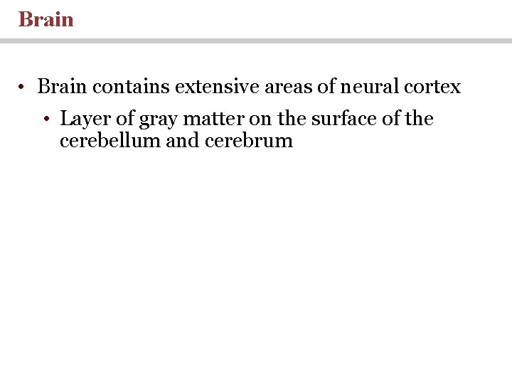 Brain • Brain contains extensive areas of neural cortex • Layer of gray matter