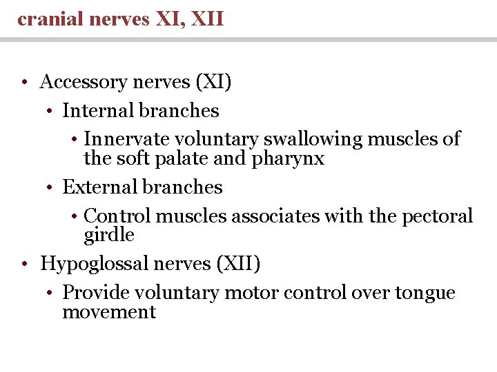 cranial nerves XI, XII • Accessory nerves (XI) • Internal branches • Innervate voluntary