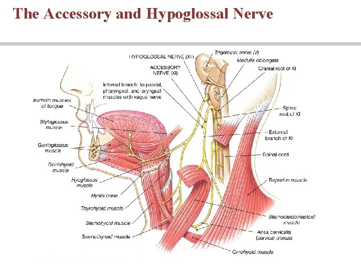 The Accessory and Hypoglossal Nerve PLAY 