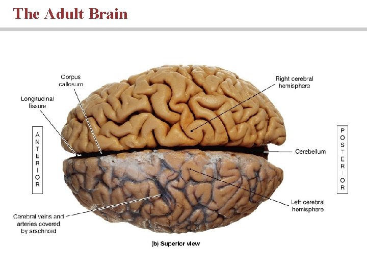 The Adult Brain 