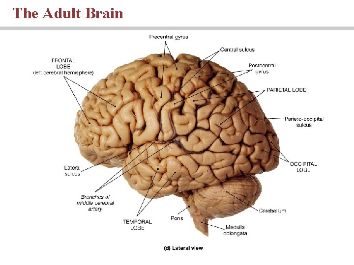 The Adult Brain 