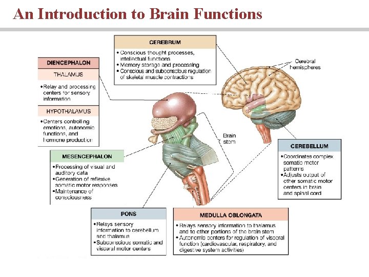 An Introduction to Brain Functions 