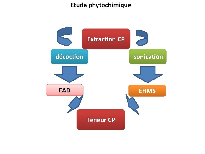 Etude phytochimique Extraction CP décoction sonication EAD EHMS Teneur CP 