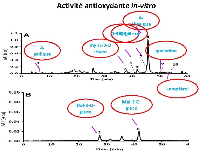 Activité antioxydante in-vitro A. ellagique Q-3 -O-gal Q-3 -O-rut A. gallique myric-3 -O -rham