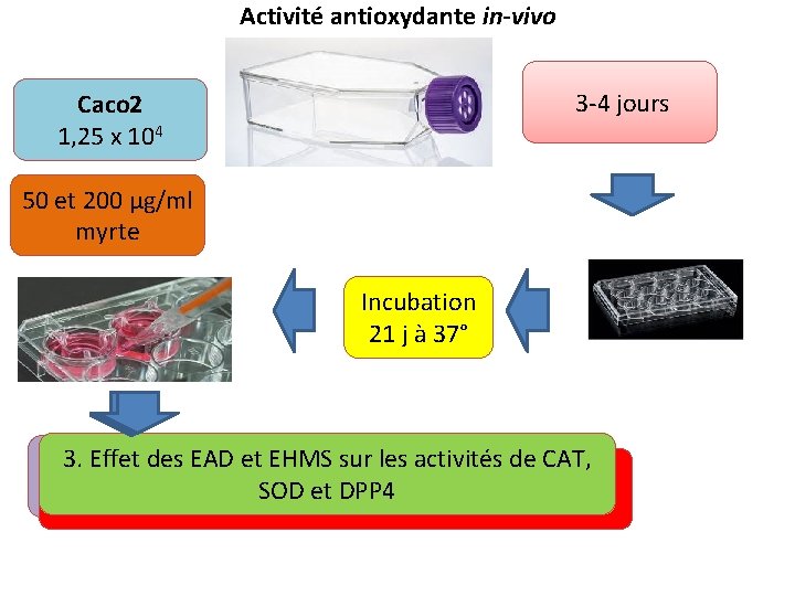 Activité antioxydante in-vivo 3 -4 jours Caco 2 1, 25 x 104 50 et