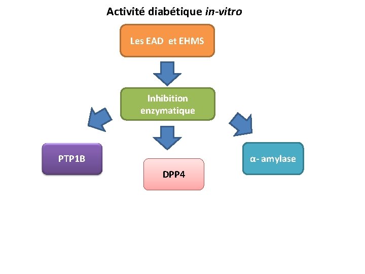 Activité diabétique in-vitro Les EAD et EHMS Inhibition enzymatique PTP 1 B α- amylase