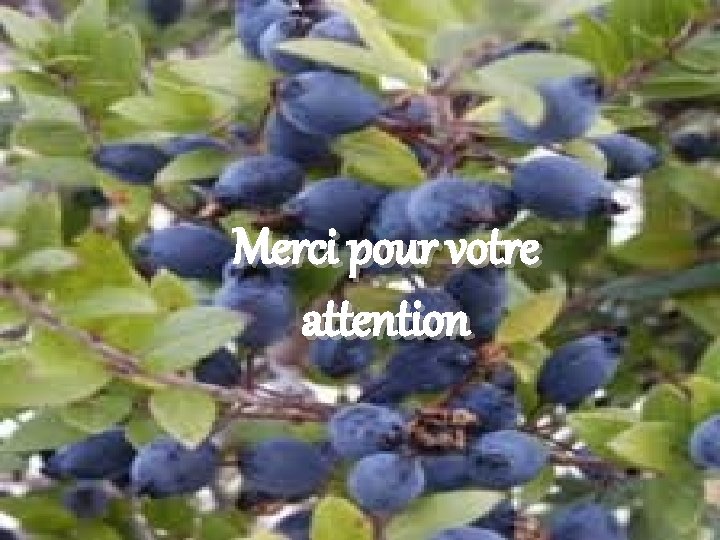 Merci pour votre attention 