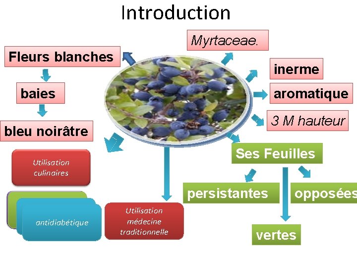 Introduction Myrtaceae. Fleurs blanches inerme baies aromatique 3 M hauteur bleu noirâtre Ses Feuilles