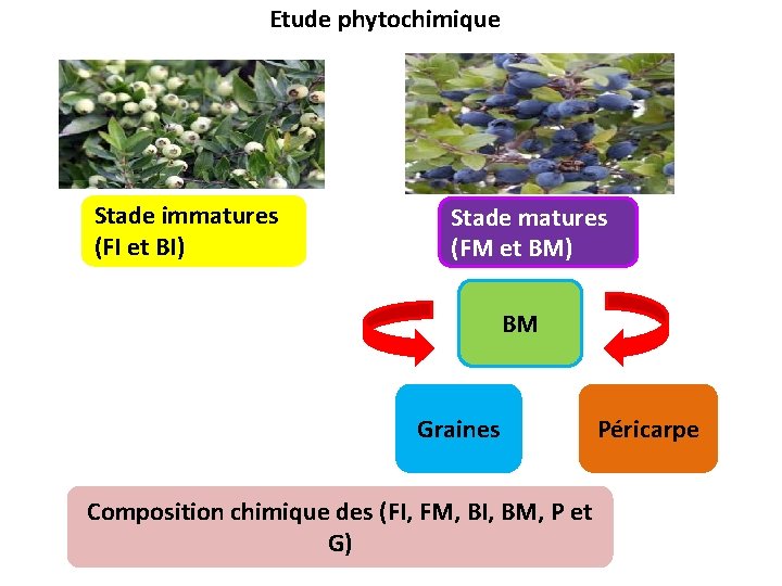 Etude phytochimique Stade immatures (FI et BI) Stade matures (FM et BM) BM Graines