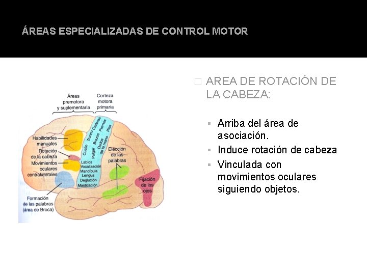 ÁREAS ESPECIALIZADAS DE CONTROL MOTOR � AREA DE ROTACIÓN DE LA CABEZA: Arriba del ÁREAS ESPECIALIZADAS DE CONTROL MOTOR � AREA DE ROTACIÓN DE LA CABEZA: Arriba del