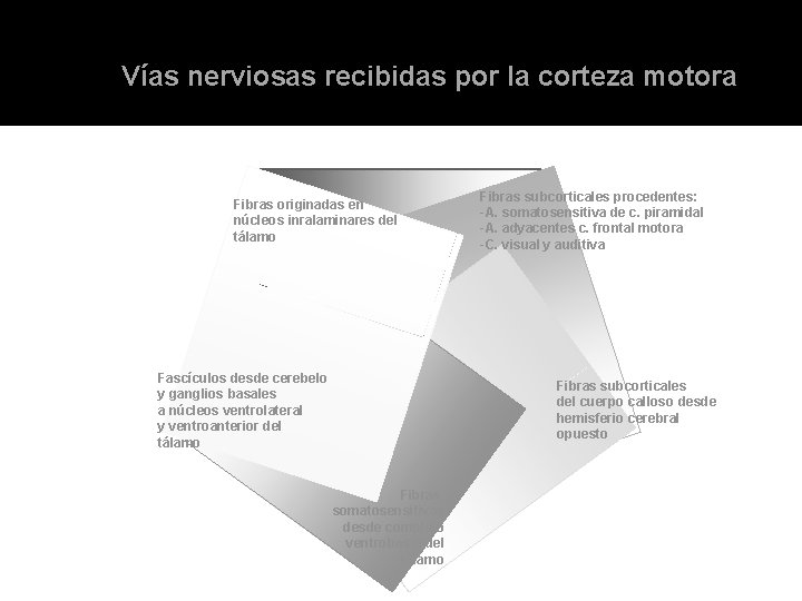 Vías nerviosas recibidas por la corteza motora Fibras originadas en núcleos inralaminares del tálamo Vías nerviosas recibidas por la corteza motora Fibras originadas en núcleos inralaminares del tálamo