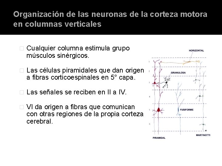 Organización de las neuronas de la corteza motora en columnas verticales � Cualquier columna