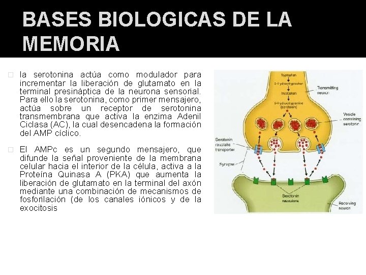 BASES BIOLOGICAS DE LA MEMORIA � la serotonina actúa como modulador para incrementar la