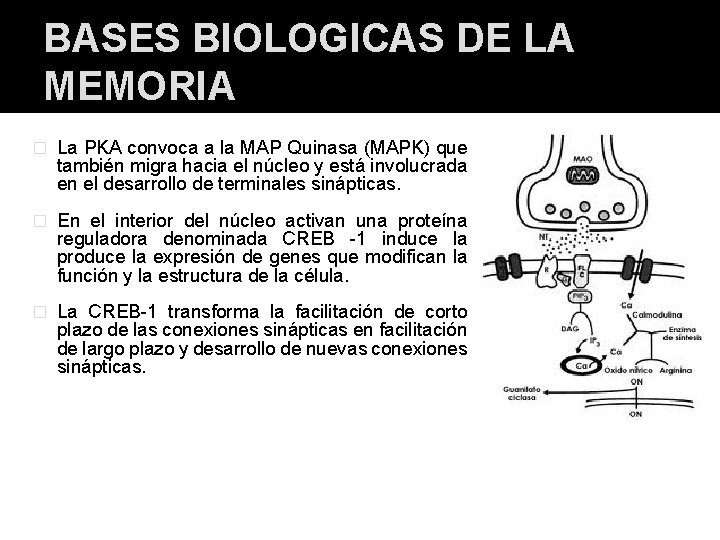 BASES BIOLOGICAS DE LA MEMORIA � La PKA convoca a la MAP Quinasa (MAPK) BASES BIOLOGICAS DE LA MEMORIA � La PKA convoca a la MAP Quinasa (MAPK)