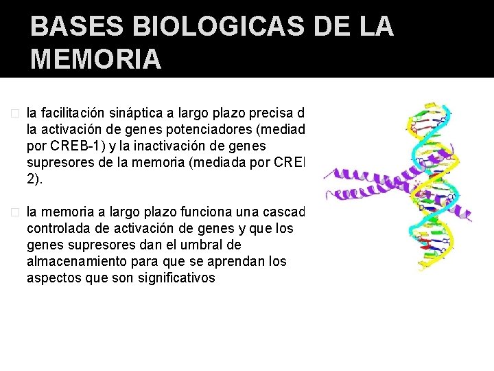 BASES BIOLOGICAS DE LA MEMORIA � la facilitación sináptica a largo plazo precisa de