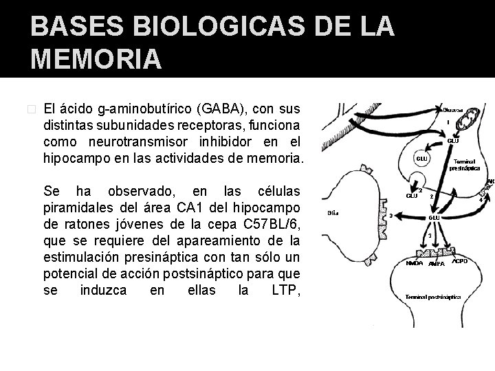 BASES BIOLOGICAS DE LA MEMORIA � El ácido g-aminobutírico (GABA), con sus distintas subunidades