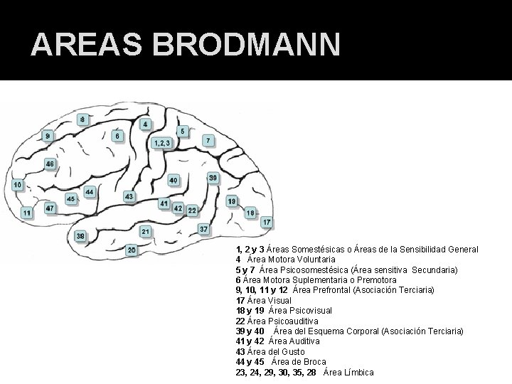 AREAS BRODMANN 1, 2 y 3 Áreas Somestésicas o Áreas de la Sensibilidad General