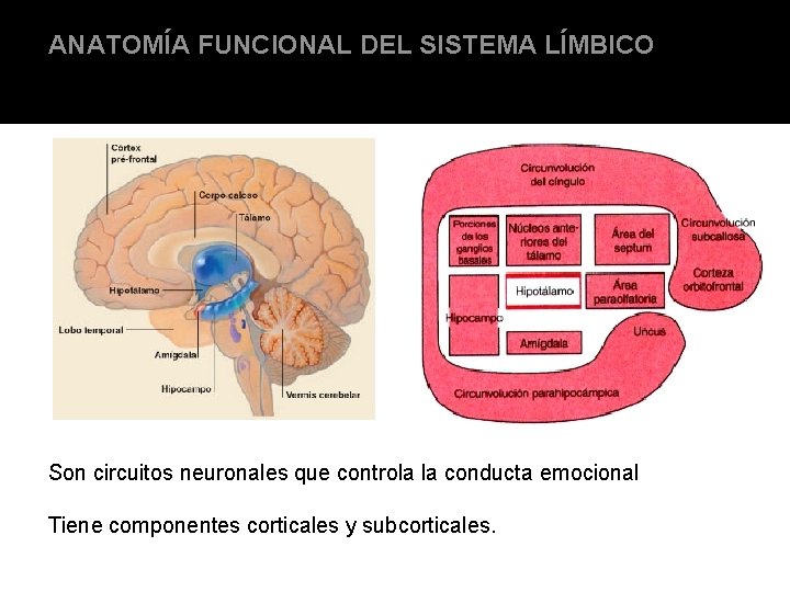 ANATOMÍA FUNCIONAL DEL SISTEMA LÍMBICO Son circuitos neuronales que controla la conducta emocional Tiene