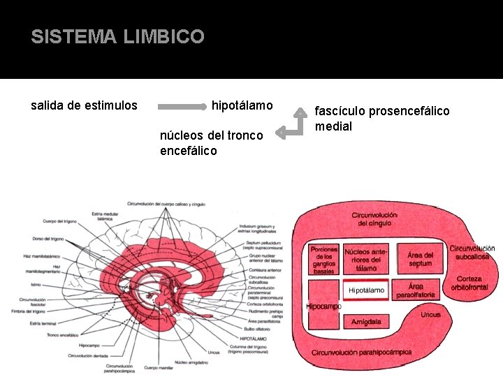 SISTEMA LIMBICO salida de estimulos hipotálamo núcleos del tronco encefálico fascículo prosencefálico medial SISTEMA LIMBICO salida de estimulos hipotálamo núcleos del tronco encefálico fascículo prosencefálico medial