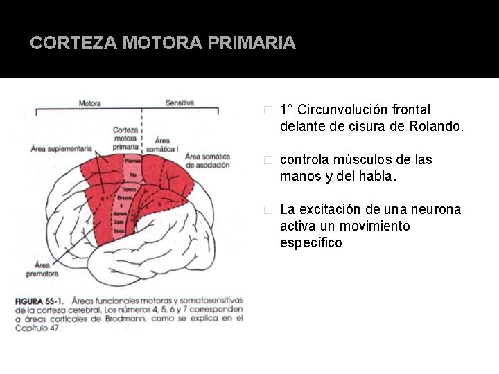 CORTEZA MOTORA PRIMARIA � 1° Circunvolución frontal delante de cisura de Rolando. � controla CORTEZA MOTORA PRIMARIA � 1° Circunvolución frontal delante de cisura de Rolando. � controla