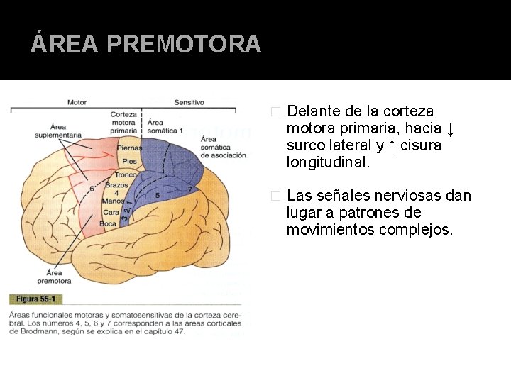 ÁREA PREMOTORA � Delante de la corteza motora primaria, hacia ↓ surco lateral y