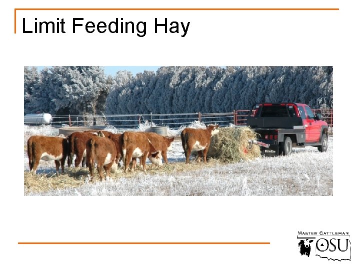 Limit Feeding Hay 