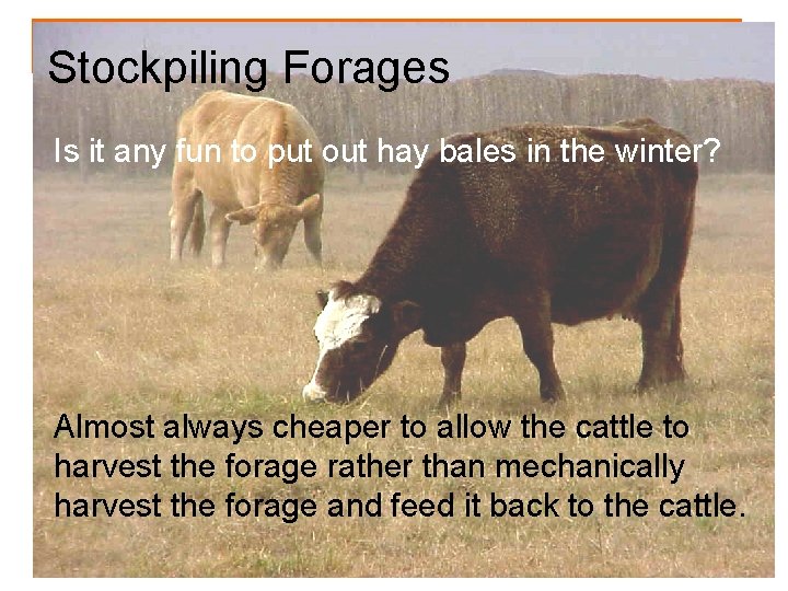 Stockpiling Forages Is it any fun to put out hay bales in the winter?