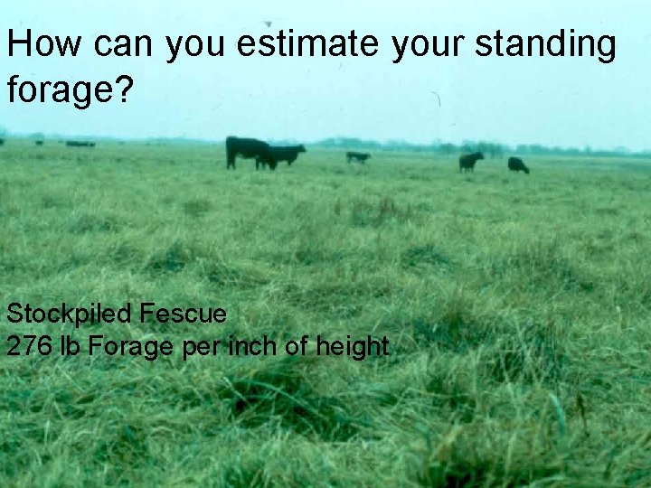 How can you estimate your standing forage? Stockpiled Fescue 276 lb Forage per inch