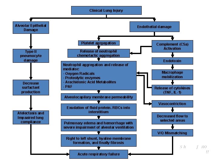 Clinical Lung Injury Alveolar Epithelial Damage Endothelial damage Platelet agrgegation Type II pneumocyte damage