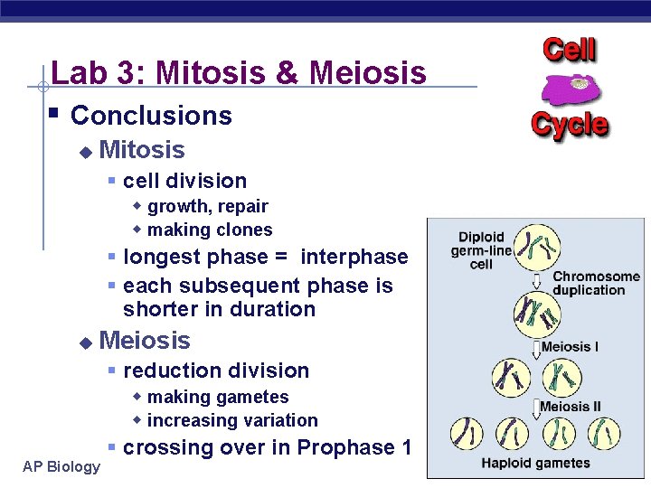 Lab 3: Mitosis & Meiosis § Conclusions u Mitosis § cell division w growth,