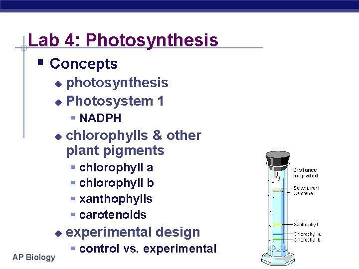 Lab 4: Photosynthesis § Concepts photosynthesis u Photosystem 1 u § NADPH u chlorophylls
