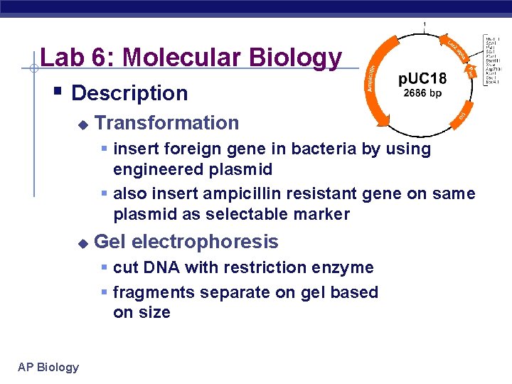 Lab 6: Molecular Biology § Description u Transformation § insert foreign gene in bacteria