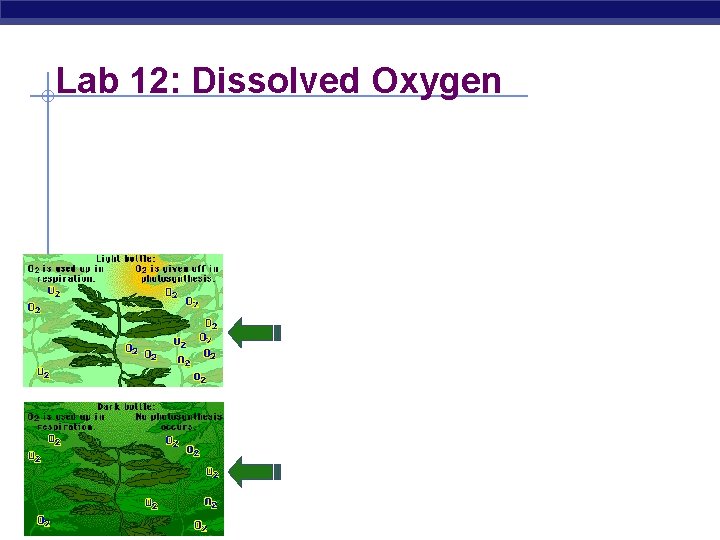 Lab 12: Dissolved Oxygen AP Biology 