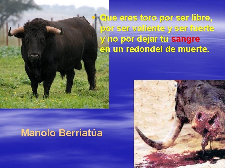 § Que eres toro por ser libre, por ser valiente y ser fuerte y