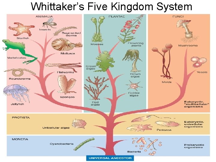 Whittaker’s Five Kingdom System 