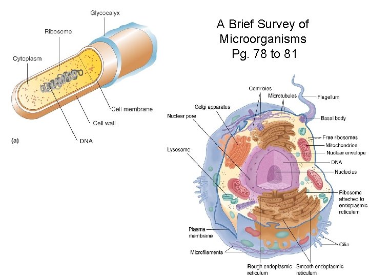 A Brief Survey of Microorganisms Pg. 78 to 81 