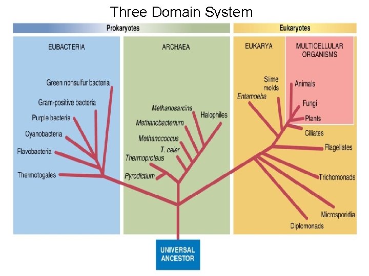 Three Domain System 