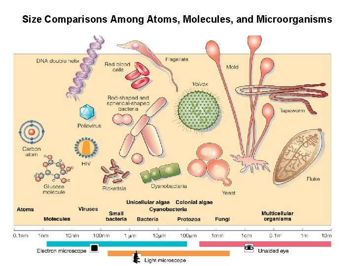 Size Comparisons Among Atoms, Molecules, and Microorganisms 
