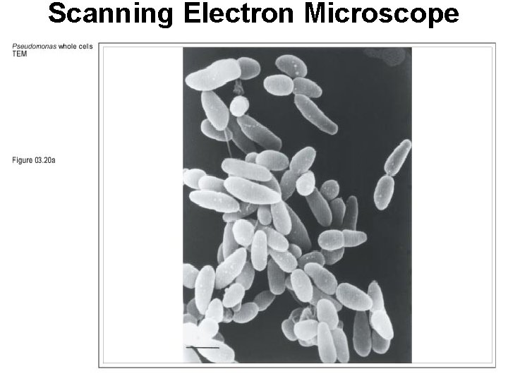 Scanning Electron Microscope 