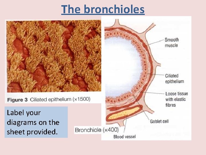 The bronchioles Label your diagrams on the sheet provided. 